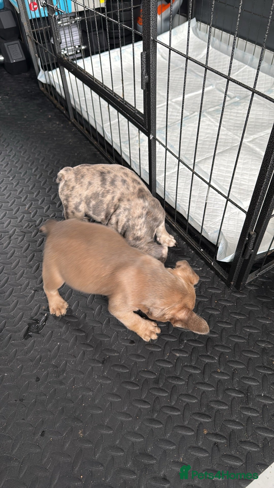 French Bulldog dogs for sale: French bulldogs 3 male ready now  - Image 7