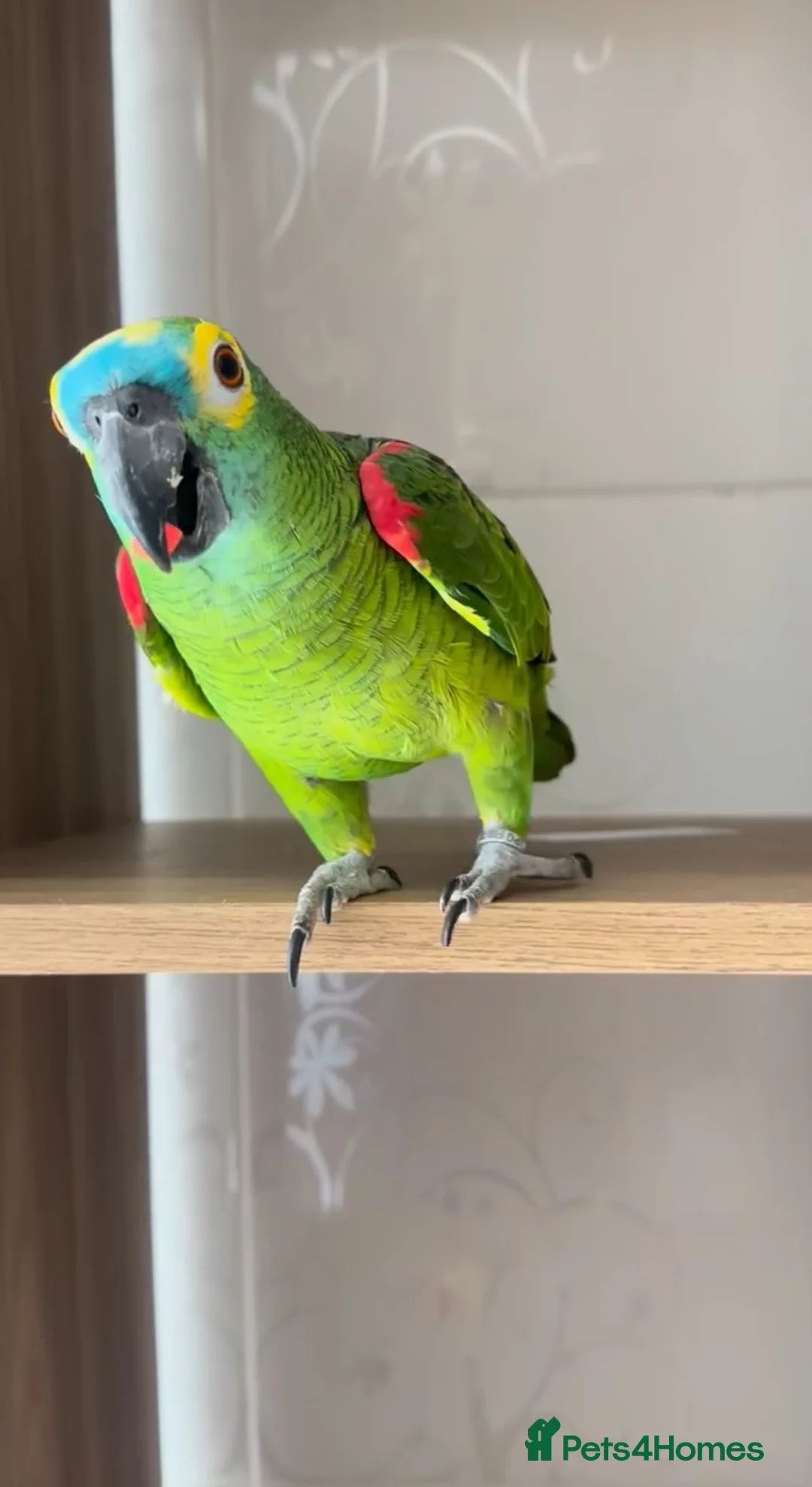 Parrots birds for sale: Baby front blue Amazon talking parrot  - Advert 2