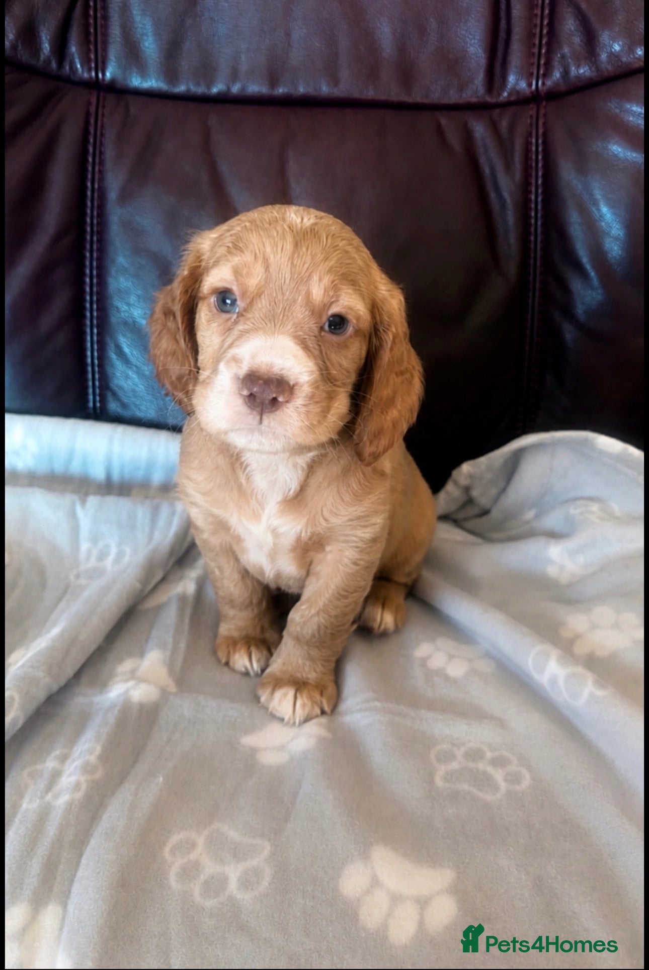 Cocker Spaniel dogs Cocker spaniels puppies looking for forever 🏡♥️ - Advert 17