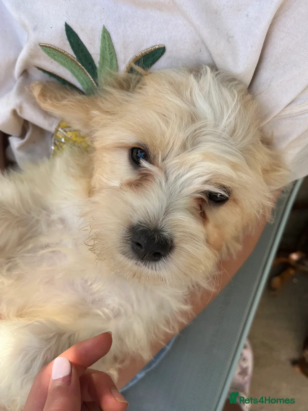 Cavapoo dogs for sale: Cutest little Cavapoo’s FULLY HEALTH checked - Advert 38