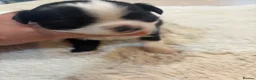 Chihuahua dogs for sale: Chihuahua puppies  in Dereham - Advert 19