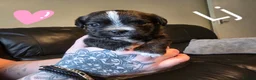Mixed Breed dogs for sale: Beautiful solid puppies - Advert 14