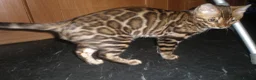 Bengal cats for sale: Beautiful Male Bengal - ready to leave  in Manchester - Advert 6