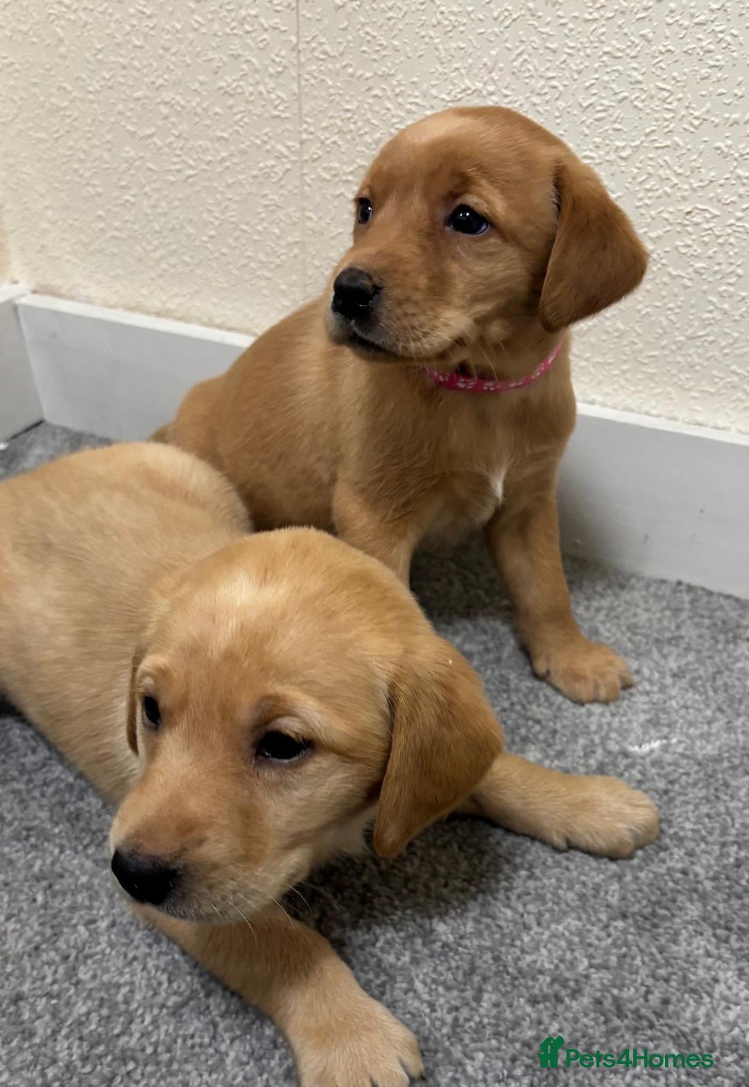 Labrador Retriever dogs for sale: Labrador puppies - Advert 24