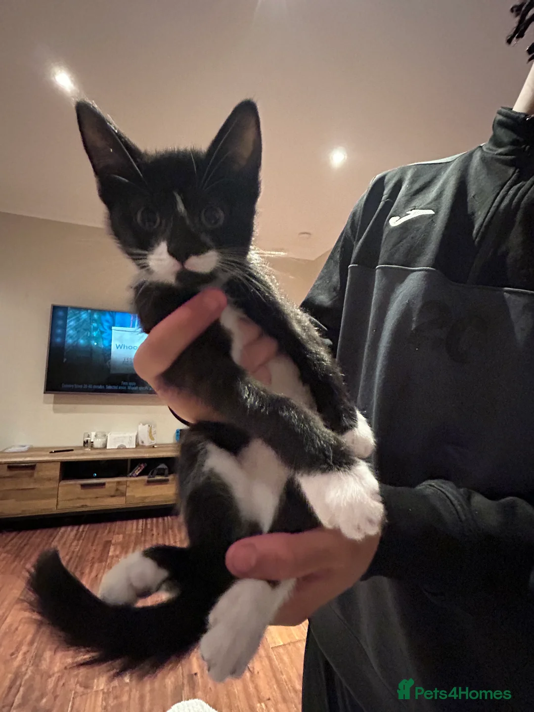 Mixed Breed cats for sale: 5 Adorable Kittens ready for their forever homes - Advert 10