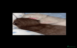 British Shorthair cats for sale: Beautiful BSH x Ragdoll x Bengal Kittens - Image 11
