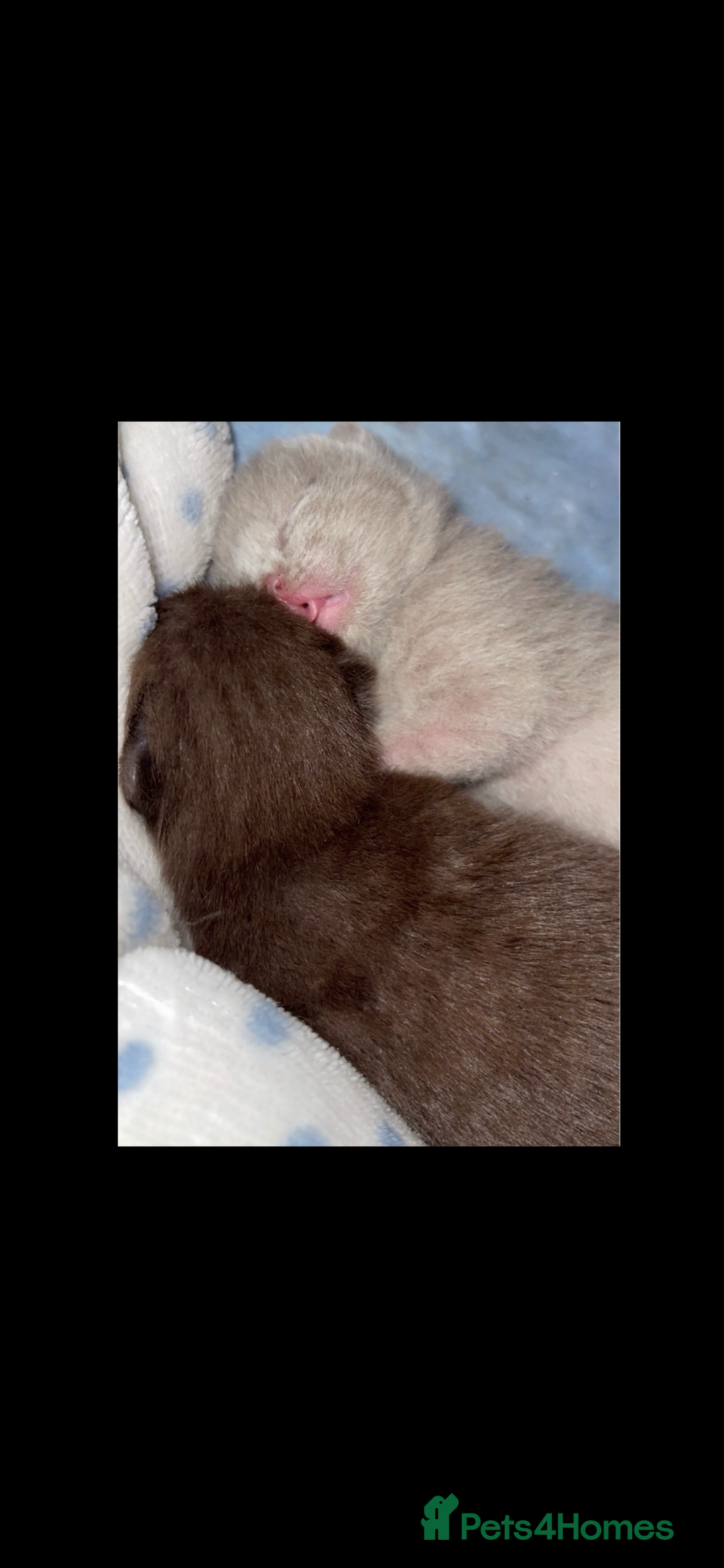 British Shorthair cats for sale: Beautiful BSH x Ragdoll x Bengal Kittens - Image 11