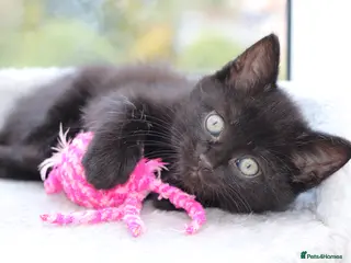 Domestic Shorthair cats Kittens Ready SOON - Advert 8