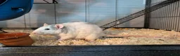 Rat rodents for sale: Group of 4 female rats - Advert 5