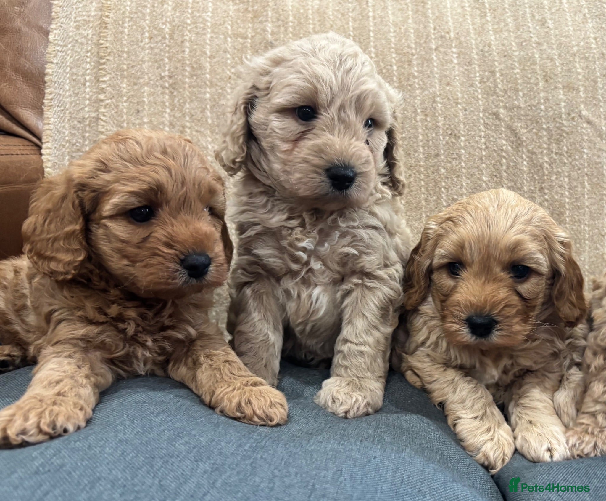 Cavapoochon dogs Beautiful Cavapoochon Puppies - Advert 1