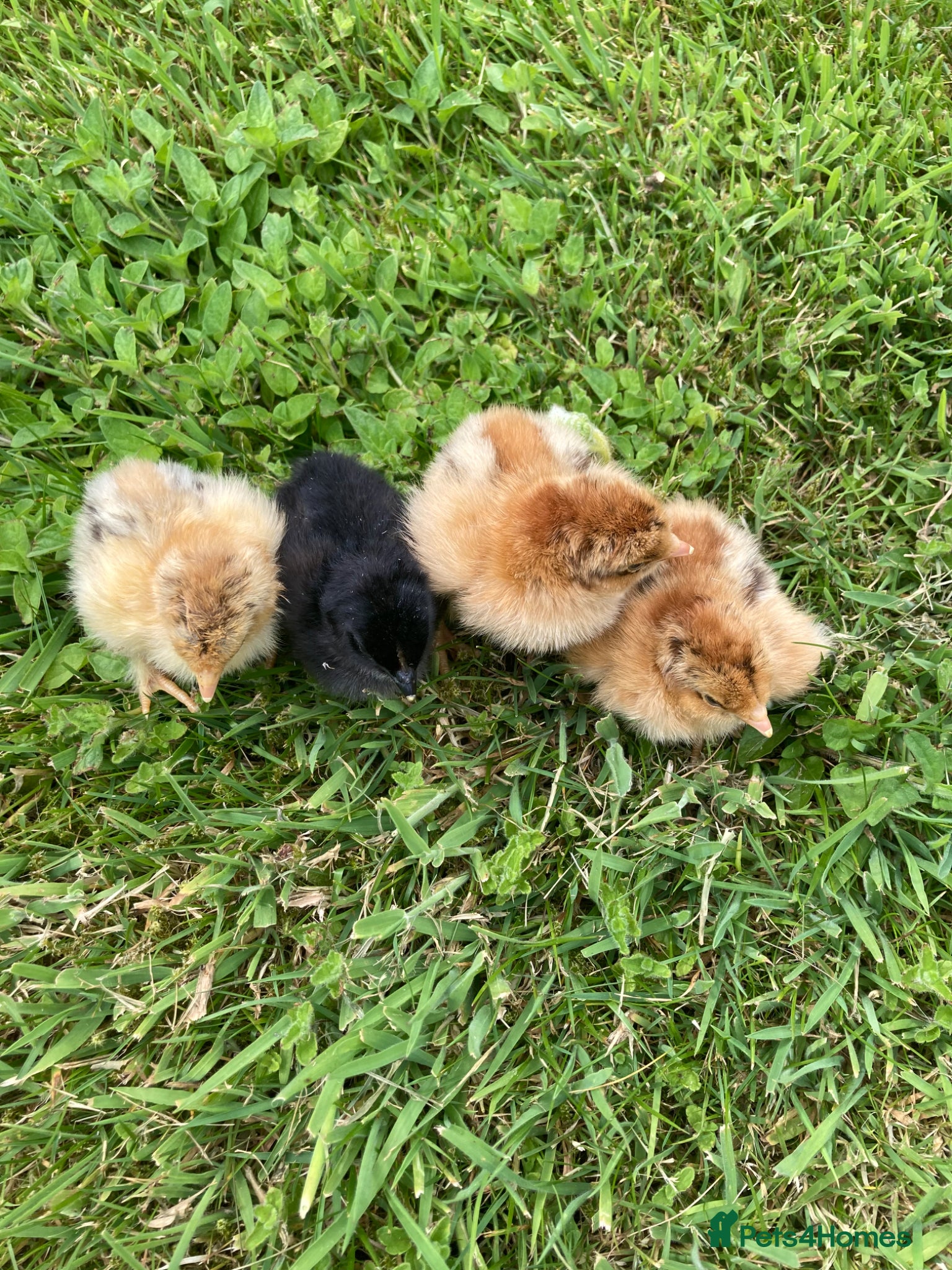 Chickens poultry for sale: 4 pekin/ pekin cross chicks available  in Chard - Advert 2