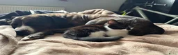 Mixed Breed cats for sale: Gorgeous boy - Advert 7