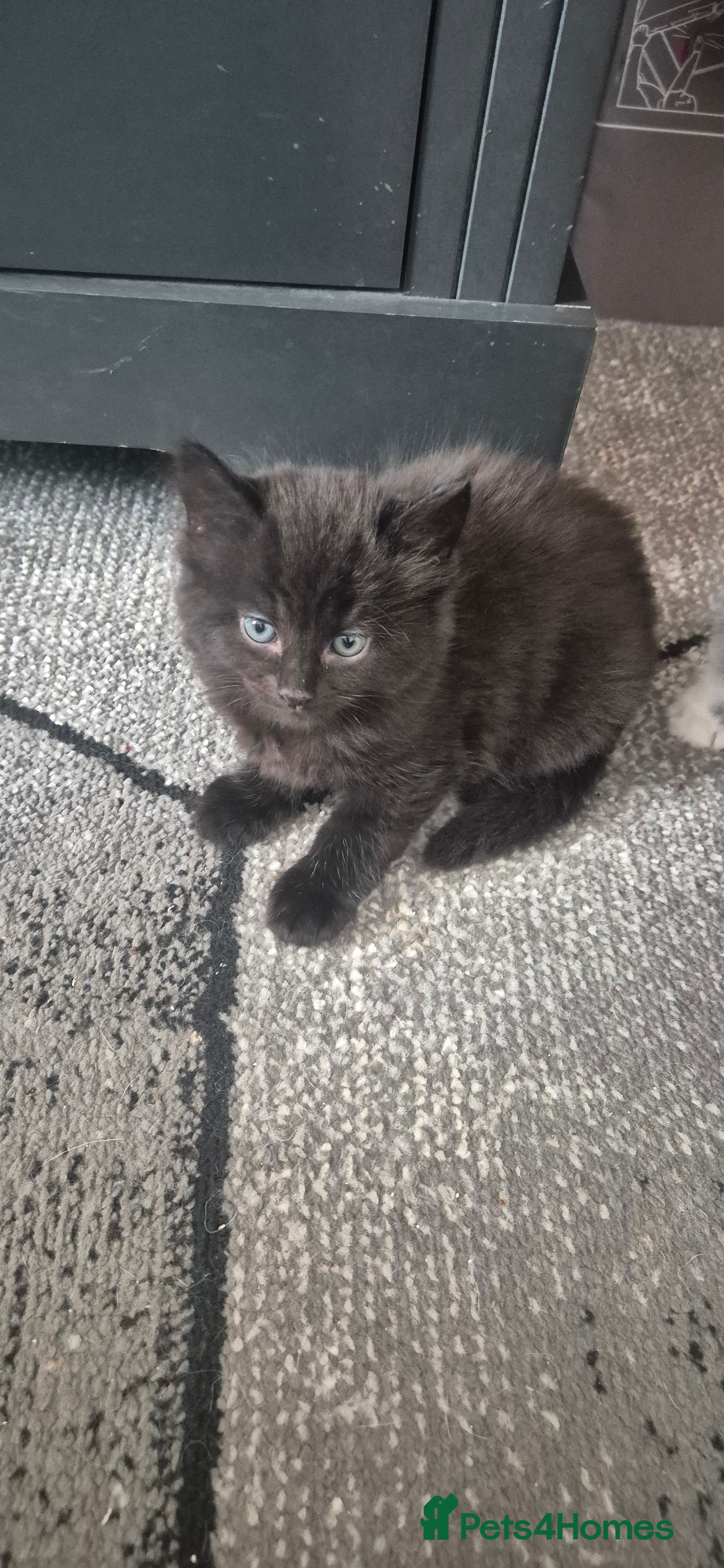 Mixed Breed cats Fluffy  kittens - Advert 2