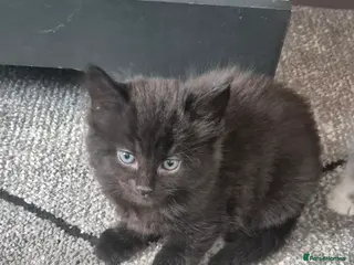 Mixed Breed cats Fluffy kittens - Advert 2