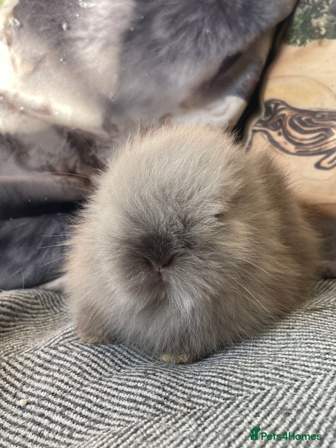 Lionhead rabbits for sale: One male left. Blue eyes. Orange and white - Image 10