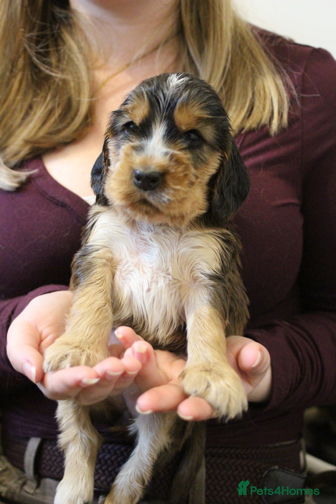 Cocker Spaniel dogs for sale: Beautiful sable show type cocker spaniel puppies - Image 4