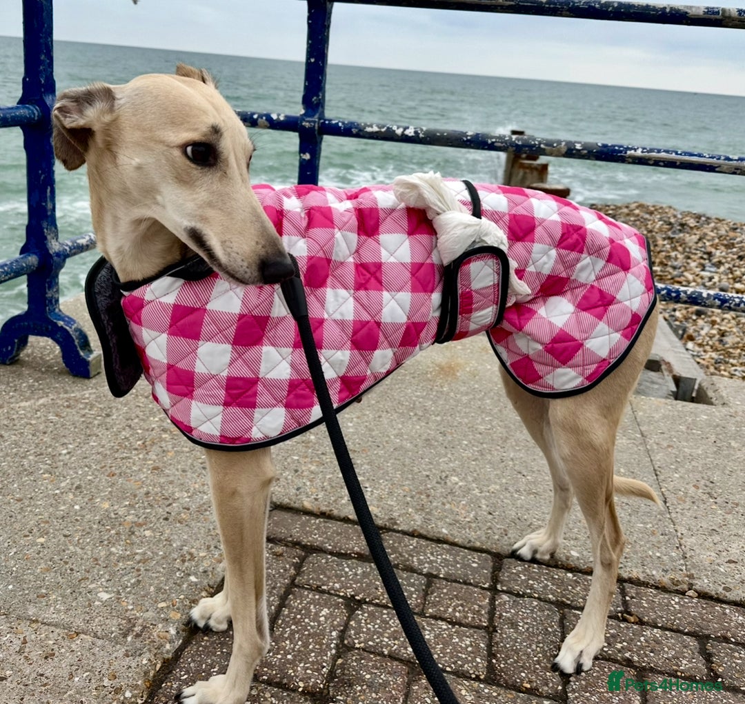 Mixed Breed dogs for sale: 4 year old lurcher for sale  - Advert 5