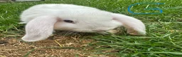 Mini Lop rabbits for sale: Mini Lop Rabbits For Sale  - Advert 25