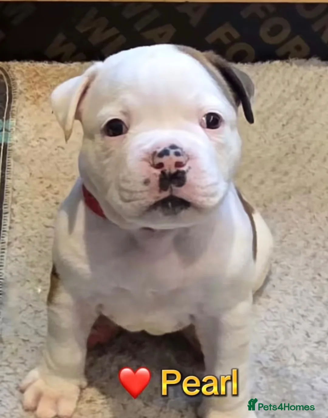 American Bulldog dogs for sale: Beautiful Johnson Type American Bulldog Puppies - Advert 17