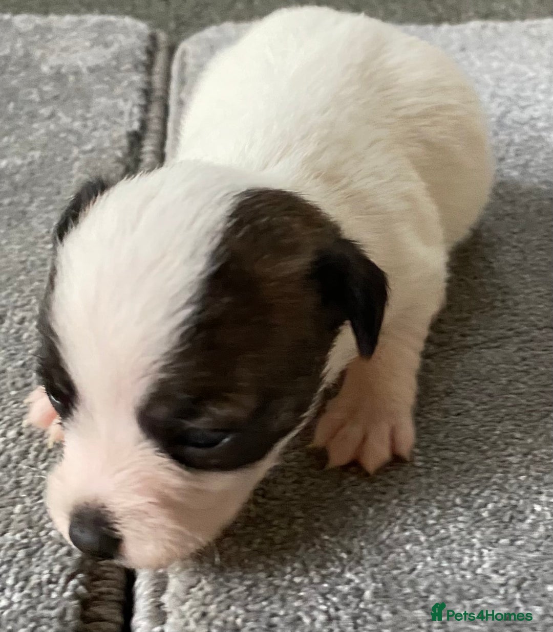 Jack Russell dogs for sale: 6 Jack Russell Puppies  - Advert 14
