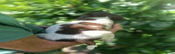 Mixed Breed dogs for sale: Rare English Springer X Brittany Spaniels  - Advert 11