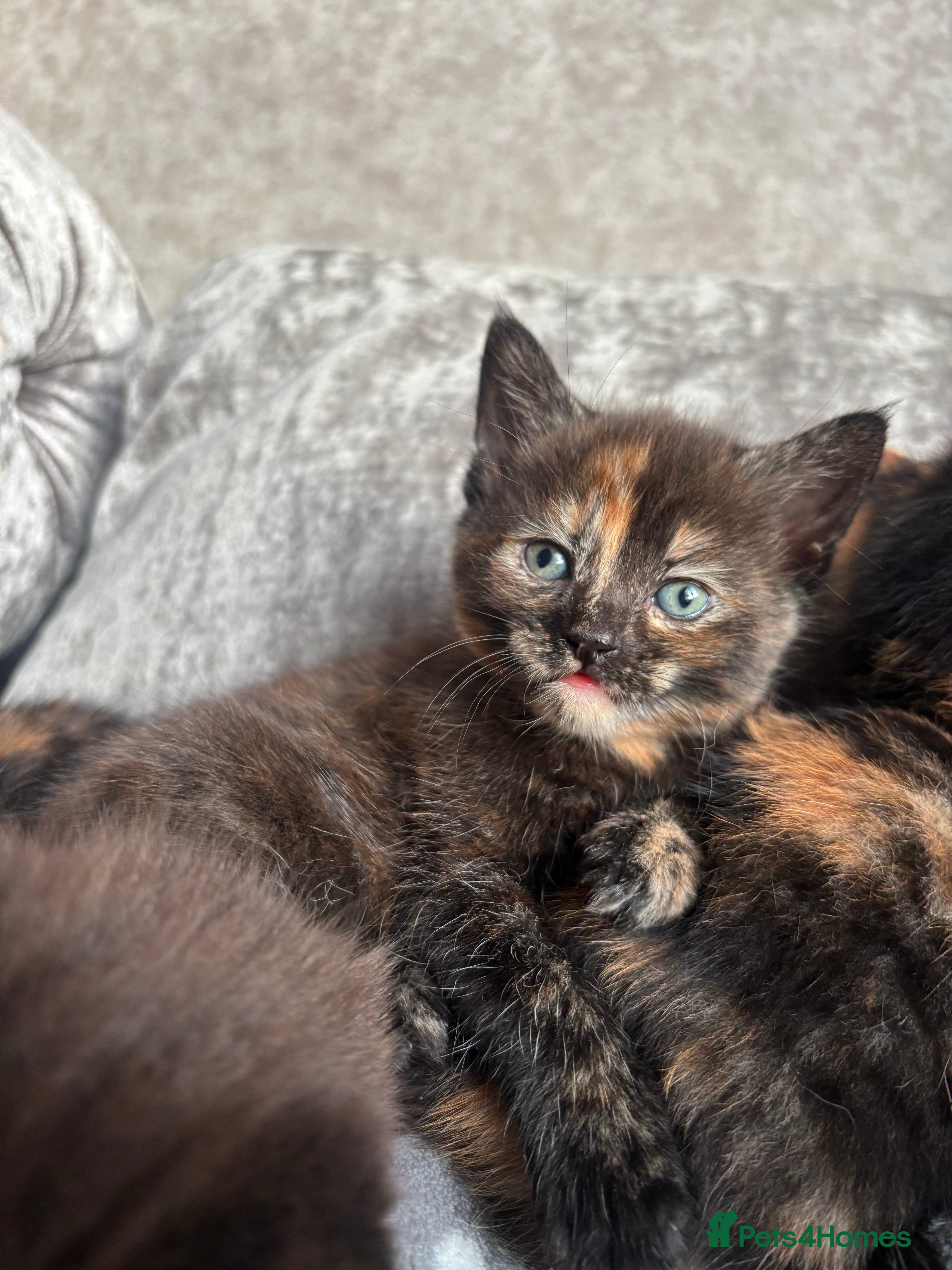 Mixed Breed cats 3 Adorable Kittens - Advert 1