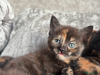 Mixed Breed cats 3 Adorable Kittens - Advert 1