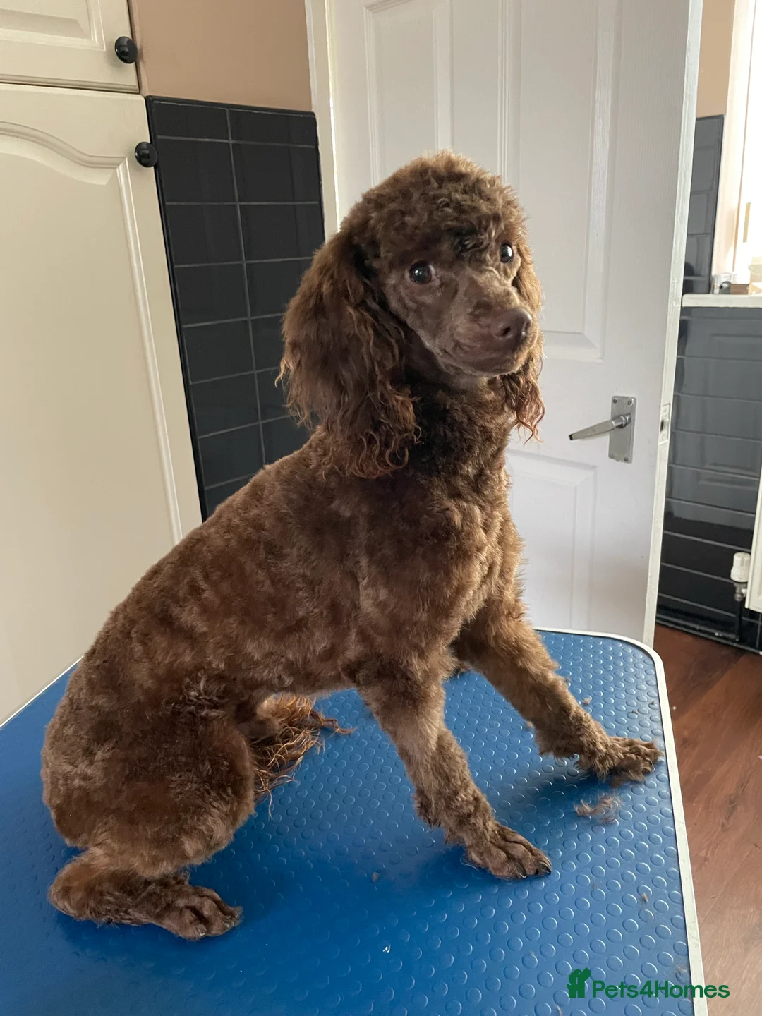 Miniature Poodle dogs for stud: Kc chocolate miniature poodle in Wakefield - Advert 8