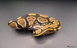 Python Snake reptiles for sale: Pastel Piebald 50% het Clown - Image 8