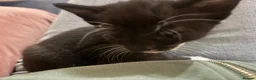 Domestic Shorthair cats for sale: Teeny tiny domestic short haired female kitten  - Advert 8