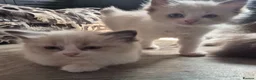 Ragdoll cats for sale: Beautiful Bi-Colour Ragdoll's - Advert 9