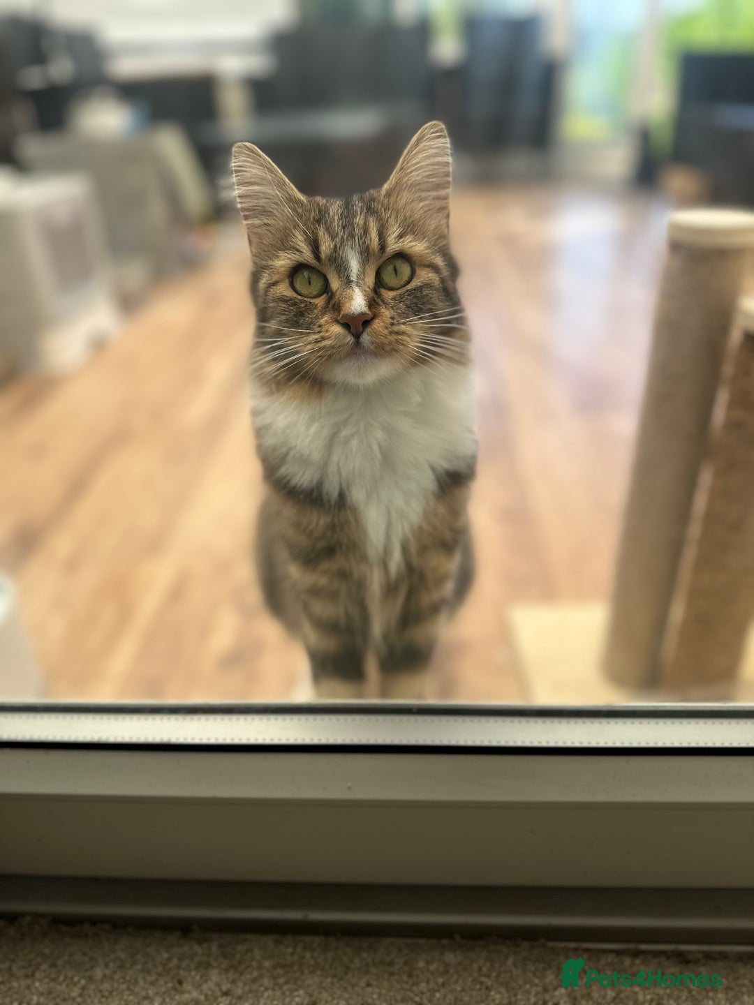 Maine Coon cats for sale: Female  shadow  - Image 13