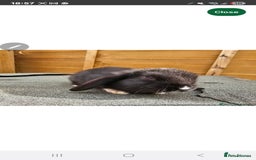 Mini Lop rabbits for sale: Mini lops  - Image 3