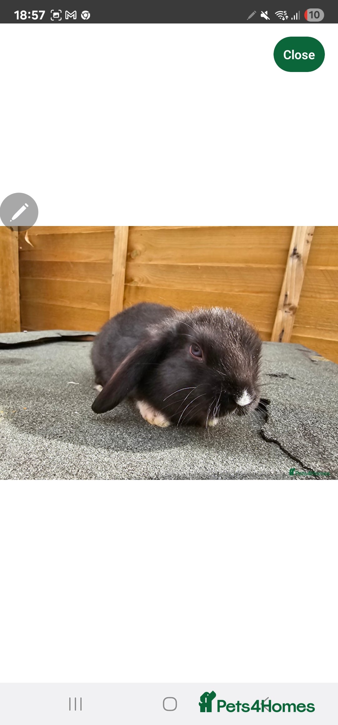 Mini Lop rabbits for sale: Mini lops  - Image 3