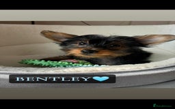 Yorkshire Terrier dogs for sale: Yorkshire Terrier Puppies - Image 11