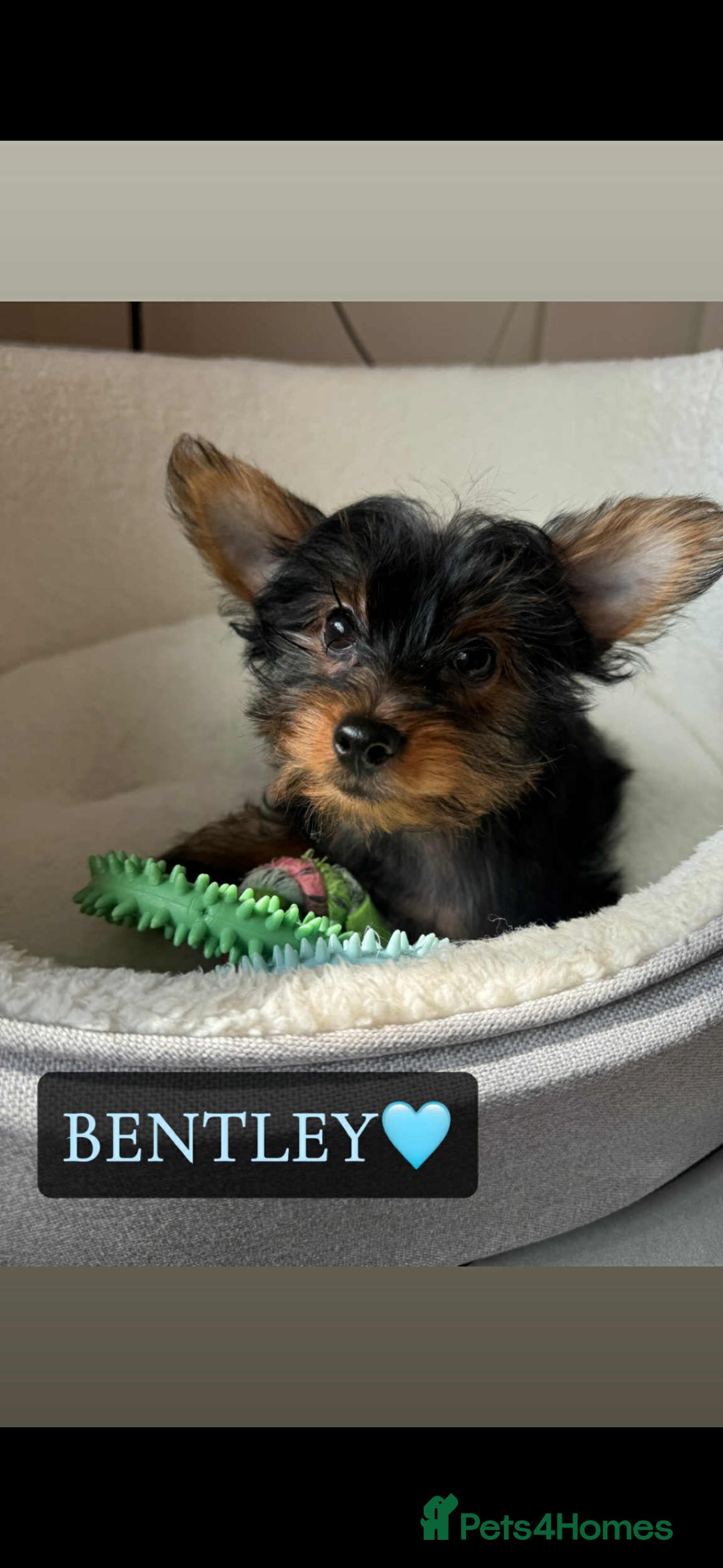 Yorkshire Terrier dogs for sale: Yorkshire Terrier Puppies - Image 11
