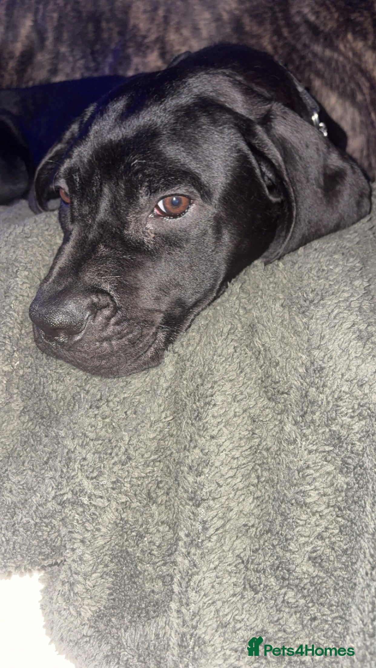 Cane Corso dogs Beautiful Cane Corso  - Advert 14