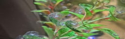 Other/Mixed Breed fish for sale: Axolotl fertilised eggs - Advert 2