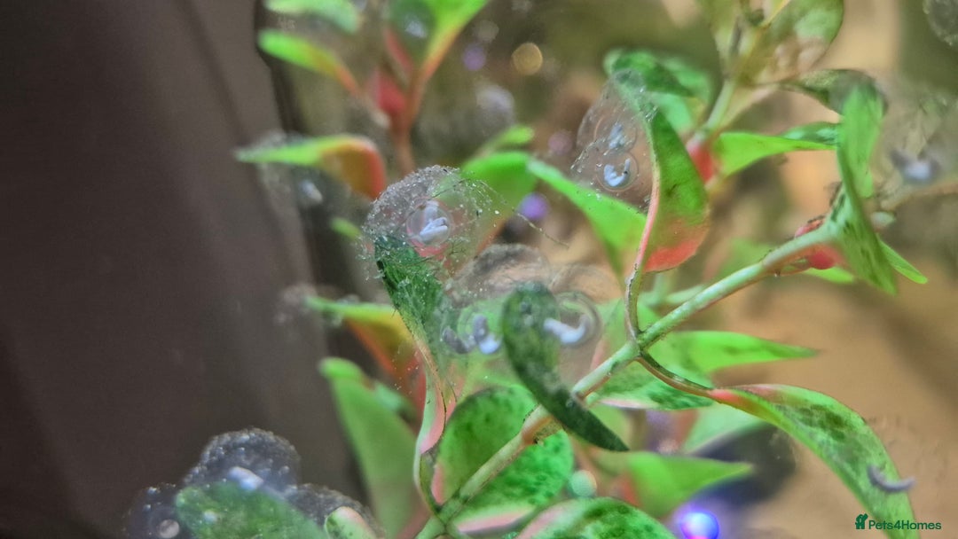 Other/Mixed Breed fish for sale: Axolotl fertilised eggs - Advert 2