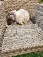 Mini Lop rabbits - Advert 1