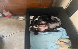 Shih Tzu dogs for sale: Puppy for sale  - Image 19