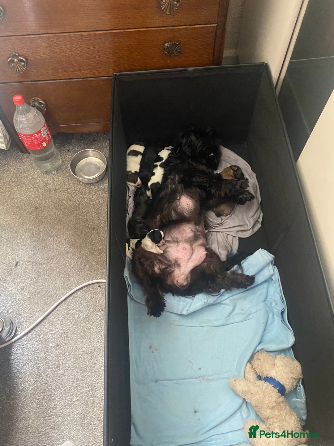 Shih Tzu dogs for sale: Puppy for sale  - Image 19