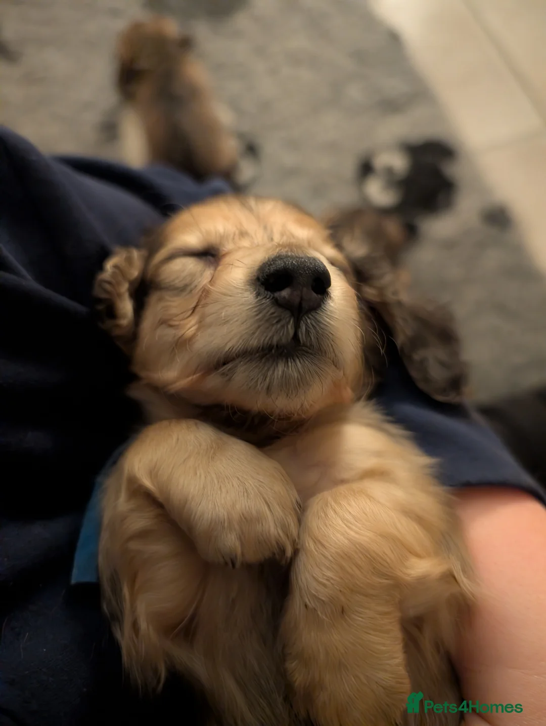 Miniature Dachshund dogs for sale: Miniature Dachshund long haired  - Advert 2