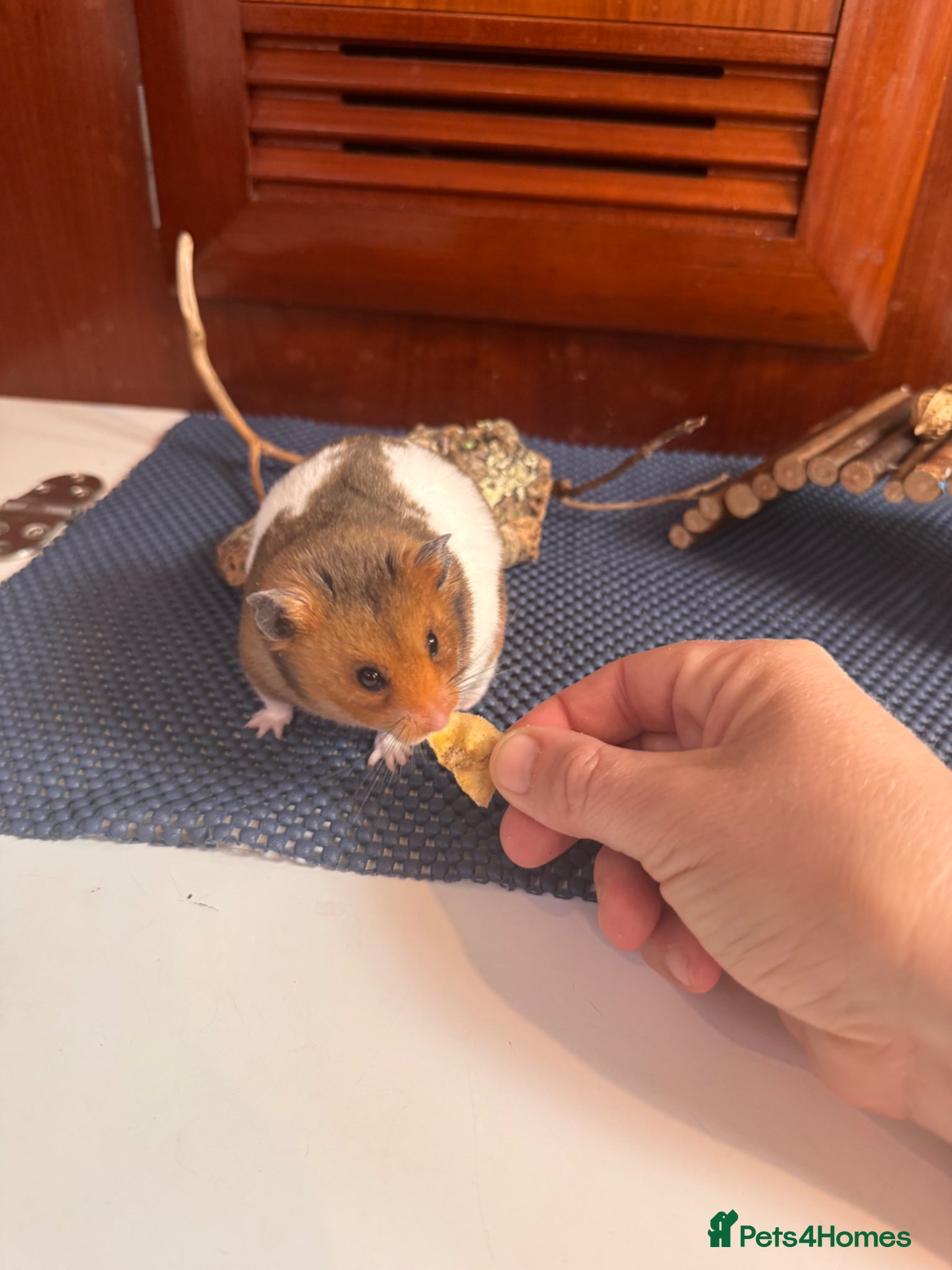 Hamster rodents Male Syrian hamster 🐹  - Advert 1