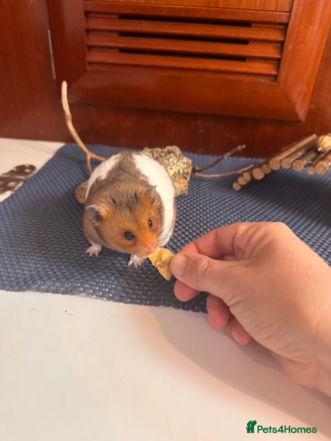 Hamster rodents for sale: Male Syrian hamster 🐹  - Advert 1