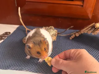 Hamster rodents Male Syrian hamster 🐹 - Advert 1