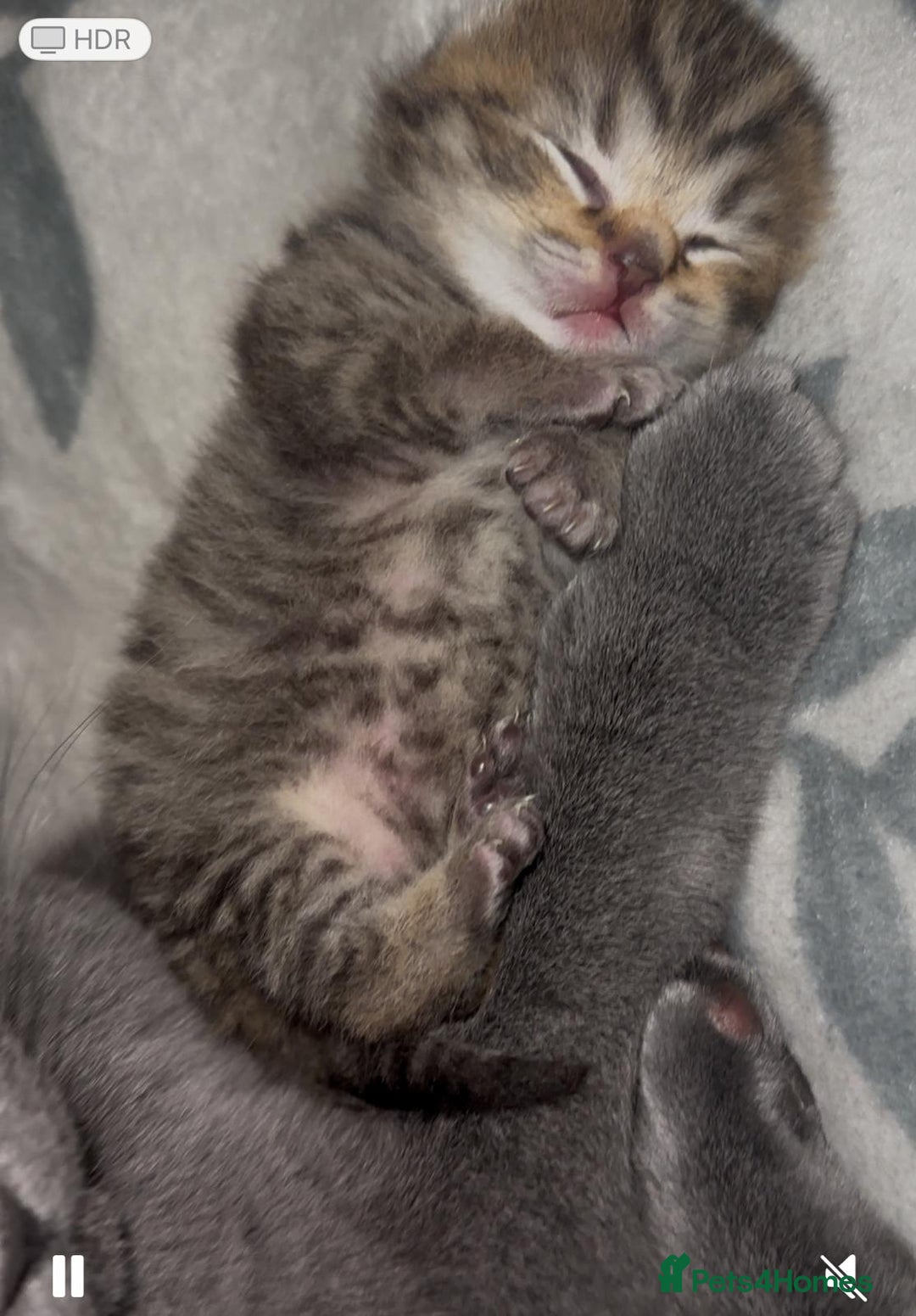 British Shorthair cats for stud: ❤ British Short Hair Active Stud ❤ Champion ❤ in Doncaster - Advert 31