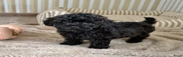 Maltipoo dogs for sale: 5🌟Korean maltipoo puppies health tested - Advert 25