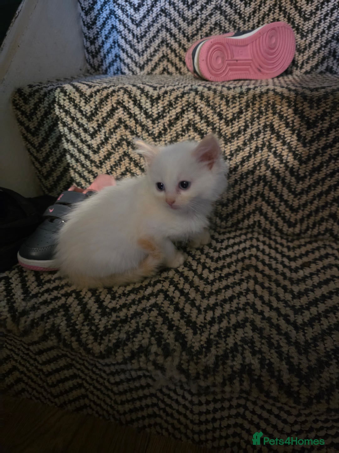 Maine Coon cats for sale: Mainecoon/ragdoll - Advert 7