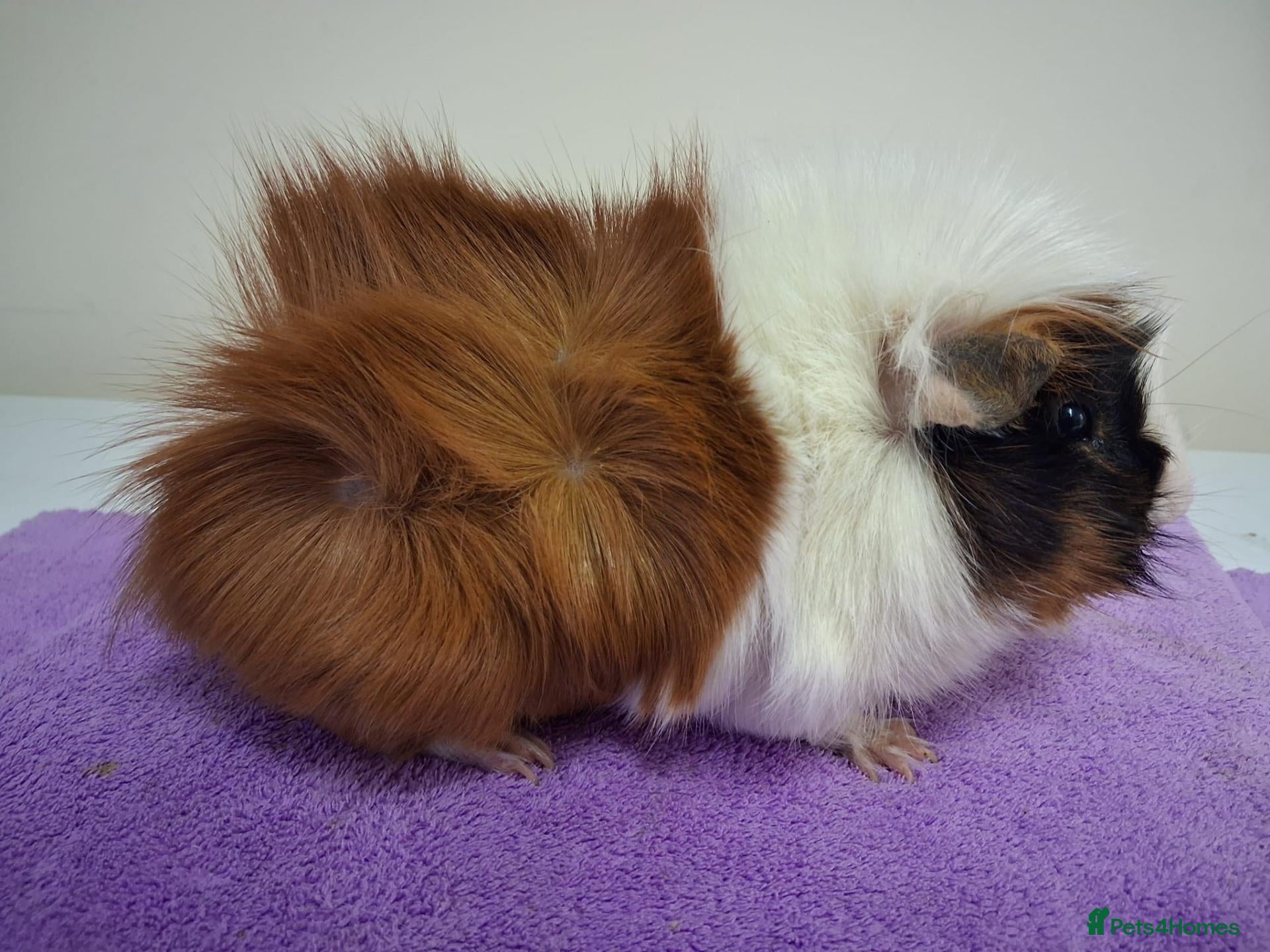 Guinea Pig rodents Male guinea and skinny pigs available  - Advert 2